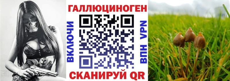 Галлюциногенные грибы Psilocybe  Баймак 